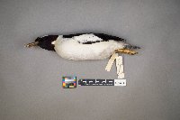 Bucephala albeola image