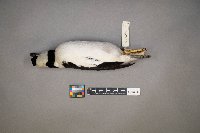 Bucephala albeola image