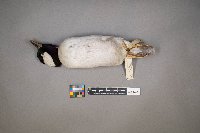 Bucephala albeola image