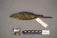 Piranga olivacea image