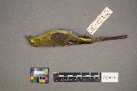 Piranga olivacea image