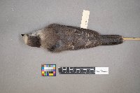 Perisoreus canadensis image