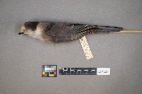 Perisoreus canadensis image