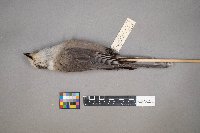 Perisoreus canadensis image