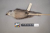 Perisoreus canadensis image