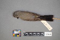 Tyrannus verticalis image