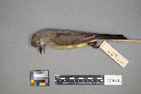 Tyrannus verticalis image