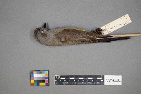 Tyrannus verticalis image