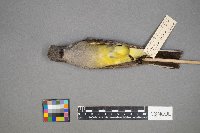 Tyrannus verticalis image