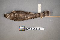 Tyrannus verticalis image