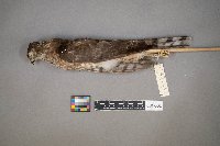 Tyrannus verticalis image