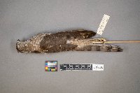 Tyrannus verticalis image