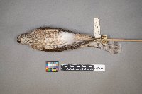 Tyrannus verticalis image