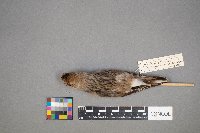 Plectrophenax nivalis image