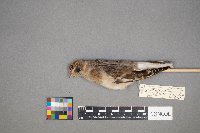 Plectrophenax nivalis image