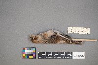 Plectrophenax nivalis image