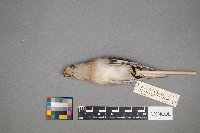 Plectrophenax nivalis image