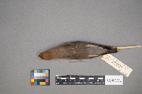 Bombycilla cedrorum image