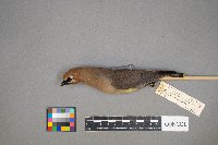 Bombycilla cedrorum image