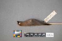 Bombycilla cedrorum image