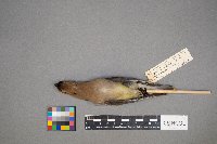 Bombycilla cedrorum image