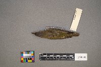 Vireo olivaceus image