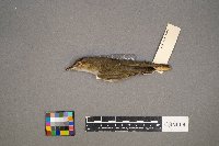 Vireo olivaceus image