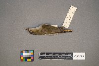 Vireo olivaceus image