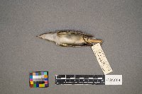 Vireo olivaceus image