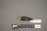 Vermivora chrysoptera image