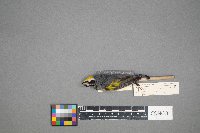 Vermivora chrysoptera image