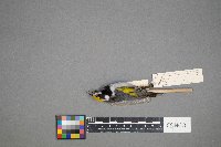 Vermivora chrysoptera image