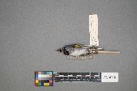 Vermivora chrysoptera image