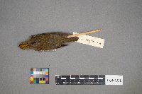 Seiurus aurocapilla image