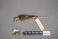 Seiurus aurocapilla image