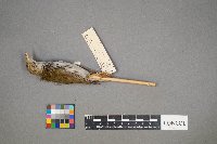 Seiurus aurocapilla image