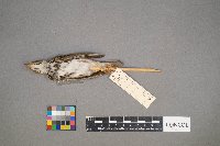 Seiurus aurocapilla image