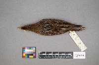 Porzana carolina image