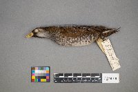 Porzana carolina image