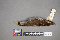 Porzana carolina image