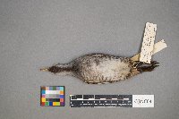 Porzana carolina image