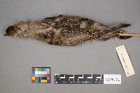 Pluvialis dominica image