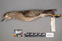 Pluvialis dominica image