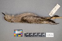 Pluvialis dominica image