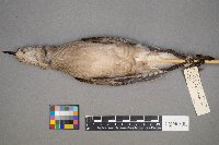 Pluvialis dominica image