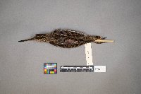 Gallinago gallinago image