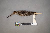 Gallinago gallinago image