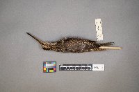 Gallinago gallinago image