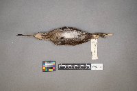 Gallinago gallinago image