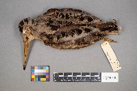 Scolopax minor image